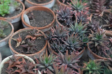 Çamur kaplarında yetişen çeşitli sulular. Ebedi sulu bitkiler. Duvar kağıdı. Metin için boşluk.