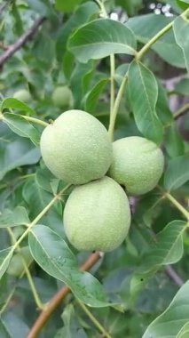 Ağaç dalında canlı yeşil yapraklarla yetişen olgunlaşmamış cevizler. Organik tarım, botanik büyüme ve mevsimsel meyveli fındık. Ceviz kabuğu ve sağlıklı yapraklar. Çiğ fındık tarımı.