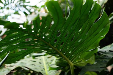 Monstera, Araceae familyasından büyük bir tropikal bitki türü. Duvar kağıdı. Metin için boşluk.