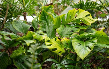 Monstera, Araceae familyasından büyük bir tropikal bitki türü. Duvar kağıdı. Metin için boşluk.