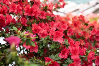 Pembe açelya çiçeği, rododendron cinsi. Duvar kağıdı. Mesaj için yer var. Yüksek kalite fotoğraf