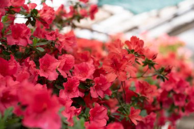 Pembe açelya çiçeği, rododendron cinsi. Duvar kağıdı. Mesaj için yer var. Yüksek kalite fotoğraf