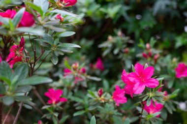 Serada açan parlak pembe açelyalar.