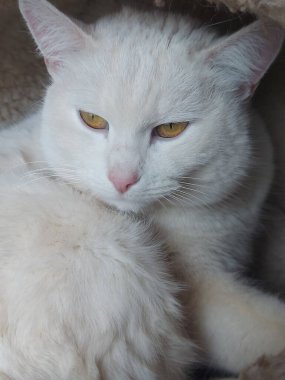 Beyaz bir kedinin portresi. Üzgün bir kedi uzaklığa bakar. Duvar kağıdı. Mesaj için yer var. Yüksek kalite fotoğraf