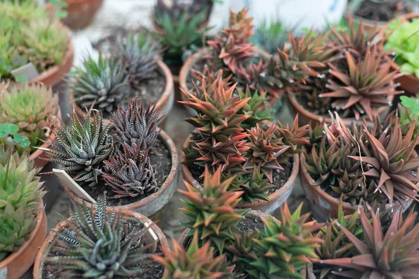 Çamur kaplarında yetişen çeşitli sulular. Ebedi sulu bitkiler. Duvar kağıdı. Metin için boşluk.