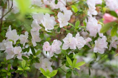 Delicate white blooming azaleas in the botanical garden in spring. Background, space for text.