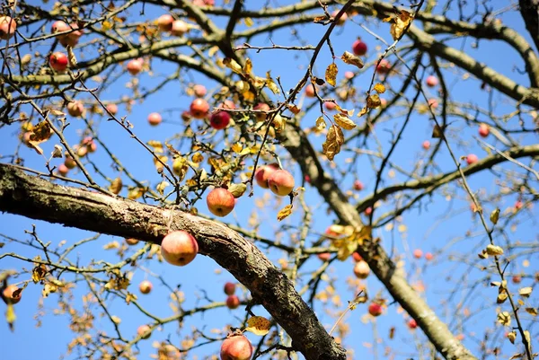 Sonbaharda elma ağacı