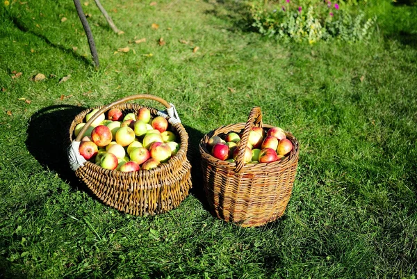 Doğal elma sepeti. Elma bahçesi. Elma Bahçe
