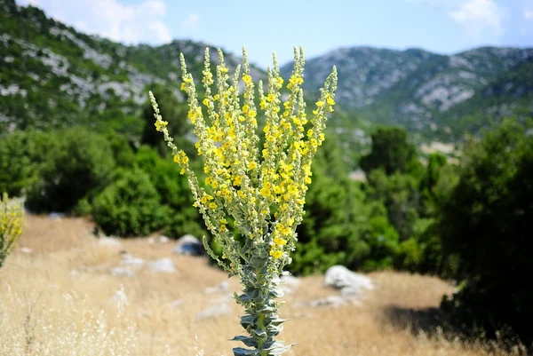 Sarı çiçekler, dağlar