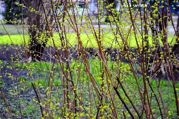 yeşil tomurcukları