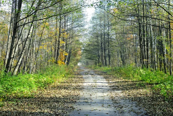 Orman yolu. Sonbahar