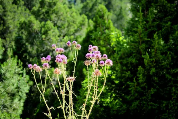 Cızırtılı dağ çiçeği