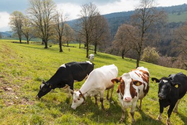 Herd of spotted cows surrounded by nature in the Swiss Alps, in the Canton of Jura. Nobody inside. Cloudy day