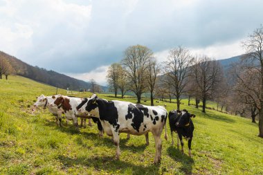Herd of spotted cows surrounded by nature in the Swiss Alps, in the Canton of Jura. Nobody inside. Cloudy day