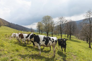 Herd of spotted cows surrounded by nature in the Swiss Alps, in the Canton of Jura. Nobody inside. Cloudy day
