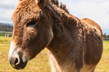 Donkey portrait on a farm in the Jura Canton in Swiss Alps. Green field and mountains in background. Nobody inside