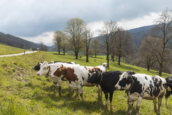 Herde Gefleckter Kühe Inmitten Der Natur Den Schweizer Alpen Kanton — Stockfoto