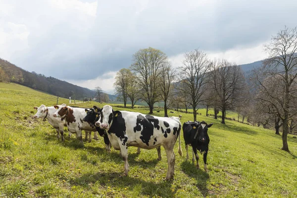 Herde Gefleckter Kühe Inmitten Der Natur Den Schweizer Alpen Kanton — Stockfoto