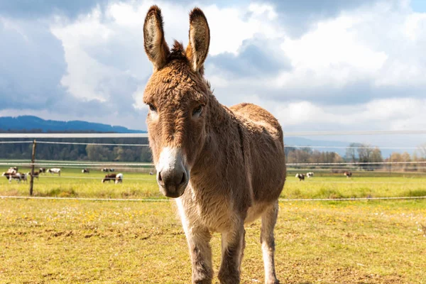 Donkey Portrait Farm Jura Canton Swiss Alps Green Field Mountains — 스톡 사진