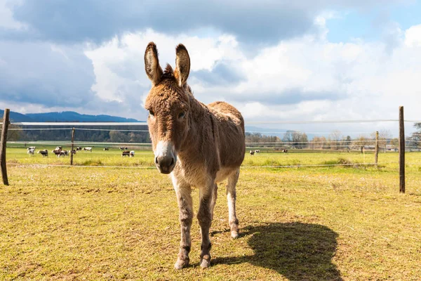 Donkey Portrait Farm Jura Canton Swiss Alps Green Field Mountains — Foto de Stock