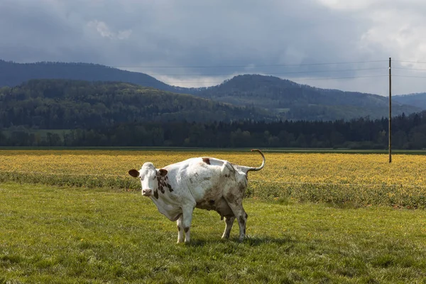 Isolierte Gefleckte Kuh Auf Einer Grünen Weide Der Schweizer Alpen — Stockfoto