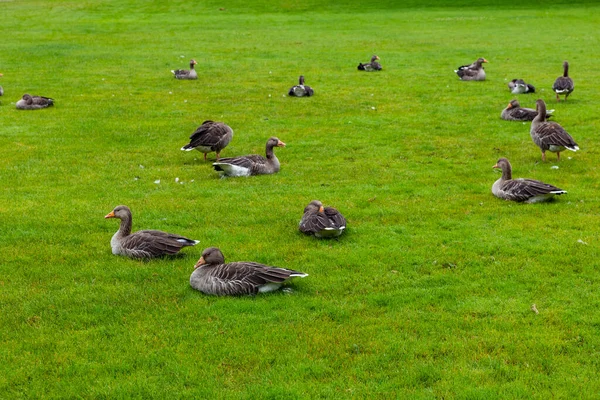 Flock Wild Ducks Lying Green Lawn Relaxing Copy Space — Stock Photo, Image