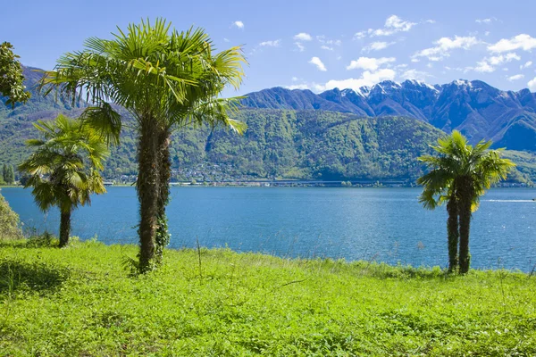 Su kenarında palmiye — Stok fotoğraf