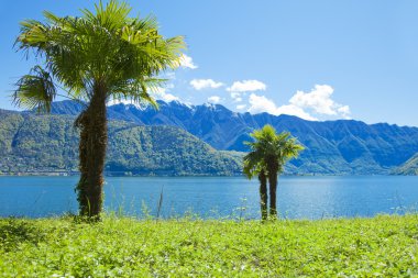 su kenarında palmiye