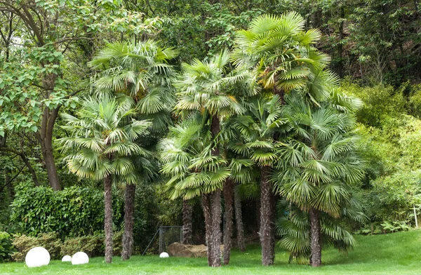 Jardín de una villa con palmeras —  Fotos de Stock