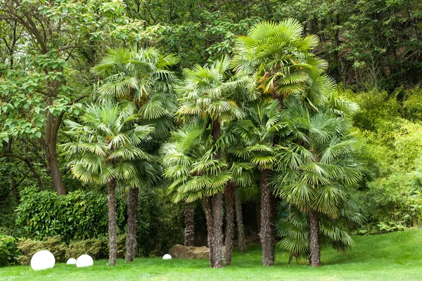 Jardín de una villa con palmeras —  Fotos de Stock