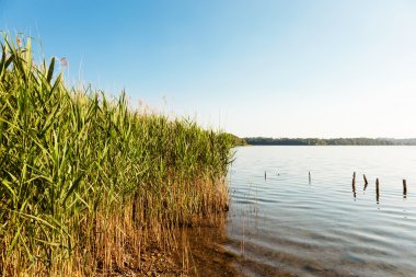 göl ve baston çalılık