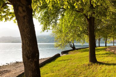 Güzel park ağaçlar