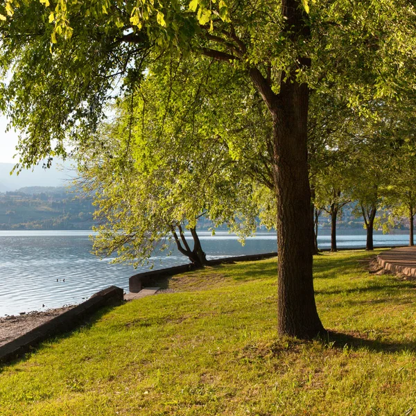 Beaux arbres de parc — Photo