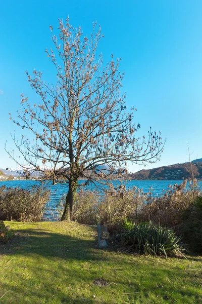 Landscape with tree and lake — Stock Photo, Image