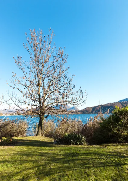Landschaft mit Baum und See — Stockfoto