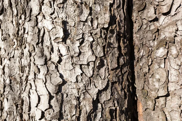 Стара дерев'яна кора — стокове фото