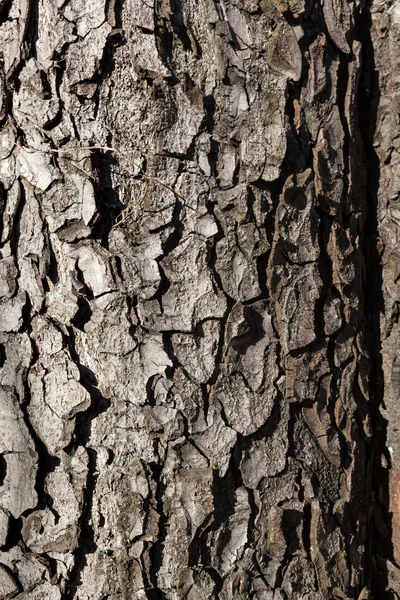 Corteza de árbol de madera vieja — Foto de Stock