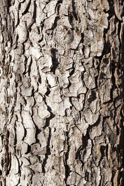 Corteza de árbol de madera vieja — Foto de Stock