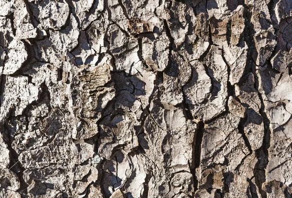 Casca de árvore de madeira velha — Fotografia de Stock