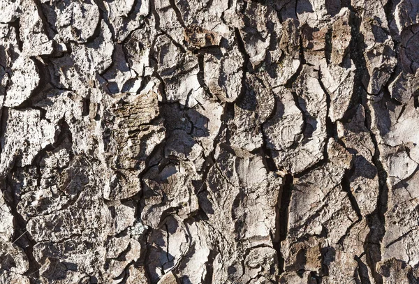 Écorce de vieil arbre en bois — Photo