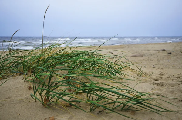 Vadon élő természetes strand, tenger mellett — Stock Fotó