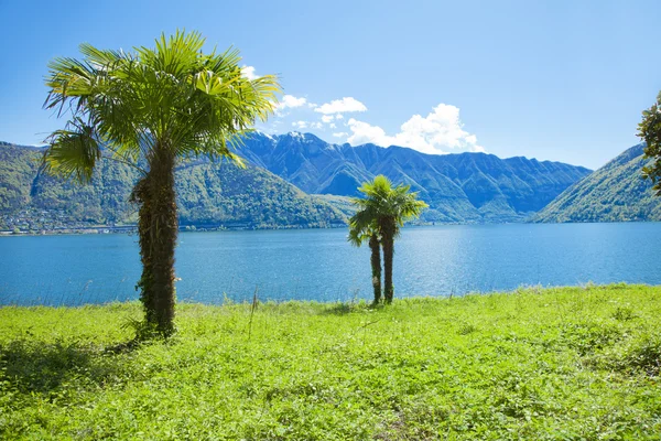 Palm in de buurt van water — Stockfoto