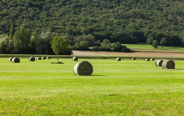 Ландшафт, зеленое поле — стоковое фото