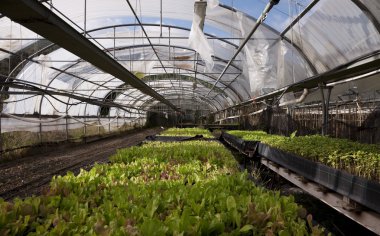 Kemerli sera kırık