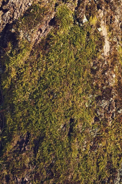 Texture of tree bark with moss — Stock Photo, Image