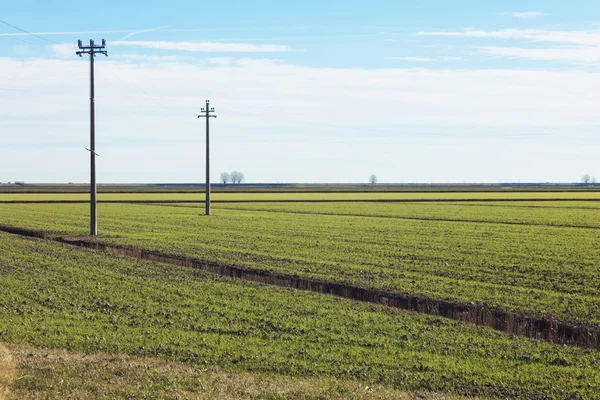 Campo del delta del po, italia —  Fotos de Stock