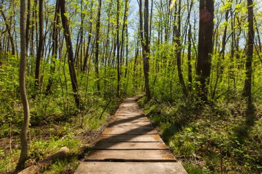 İnsanlar olmadan yeşil orman