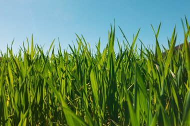 Yeşil çim ve açık mavi gökyüzü