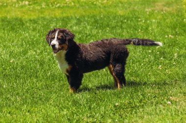 Bernese dağ köpeği yaz çayır