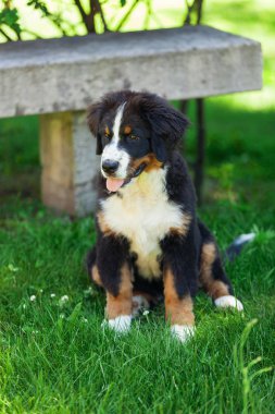 Bernese dağ köpeği yaz çayır